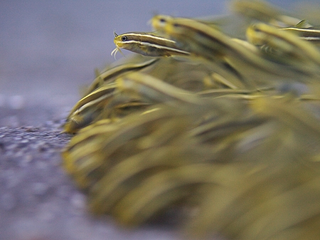 ǂ悱